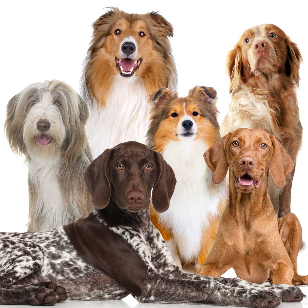 dogs prone to collie nose